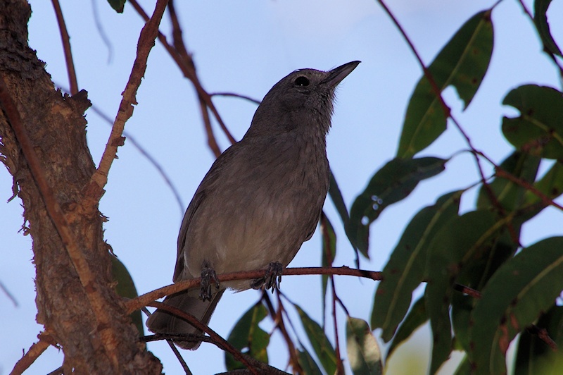  Grey Shrike-thrush (Colluricincla harmonica)