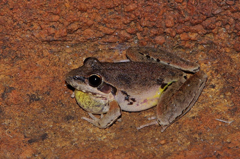  Broad-palmed Frog (Litoria latopalmata) male calling