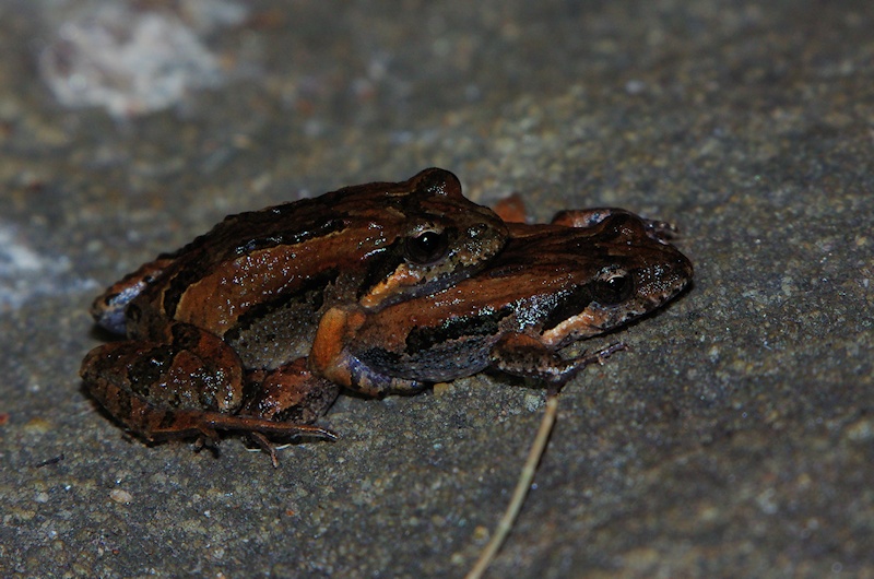  Unidentified Frogs perhaps Crinia sp.