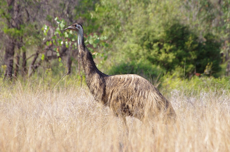  Emu (Dromaius novaehollandiae) at Taunton