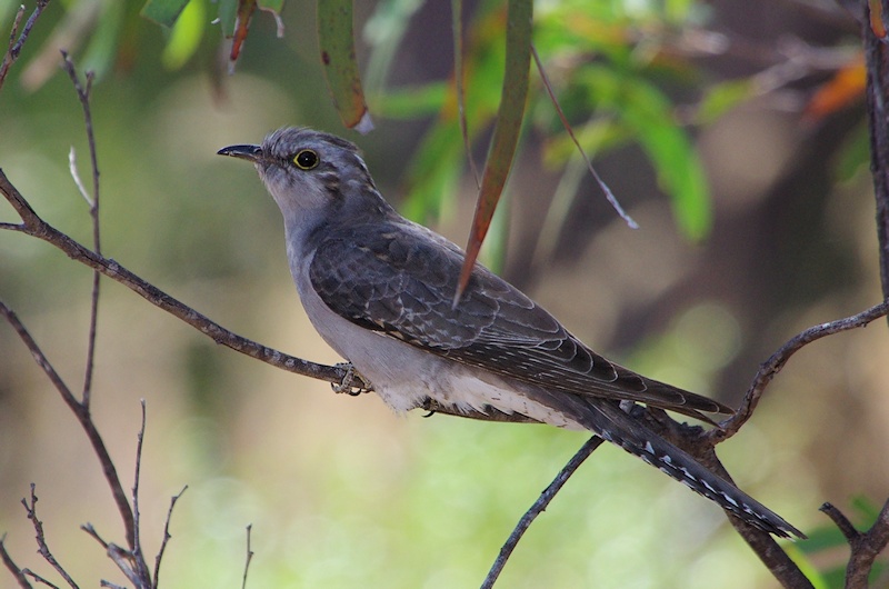  Pallid Cuckoo (Cacomantis pallidus) at Taunton