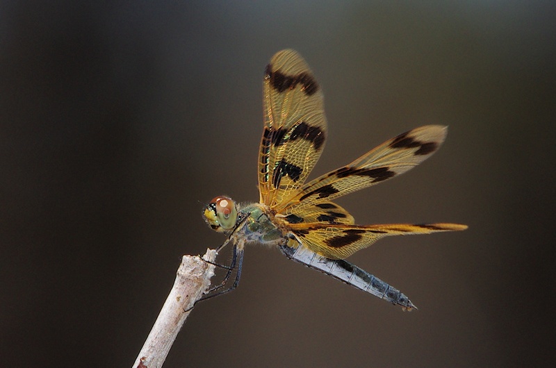  Graphic Flutterer (Rhyothemis graphiptera) at Taunton