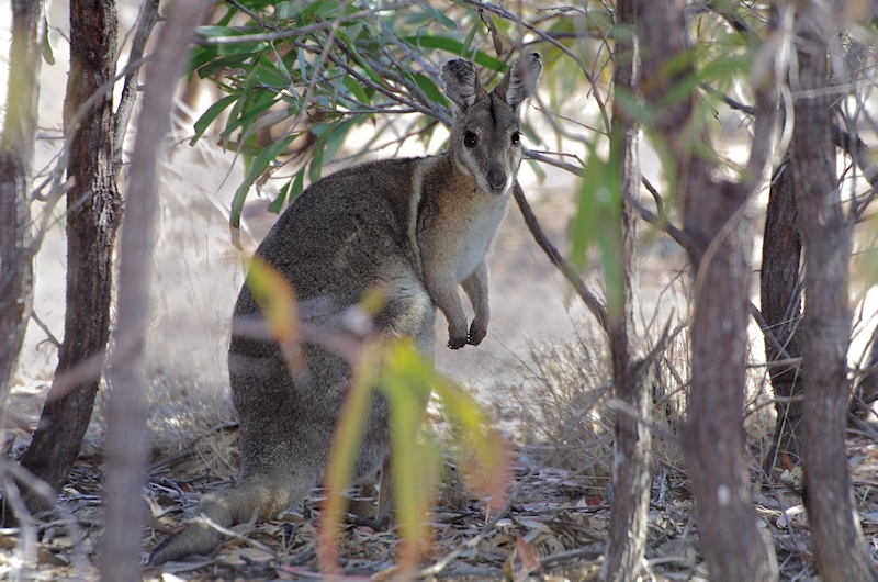  Bridled Nail-tail Wallaby (Onychogalea fraenata) at Taunton
