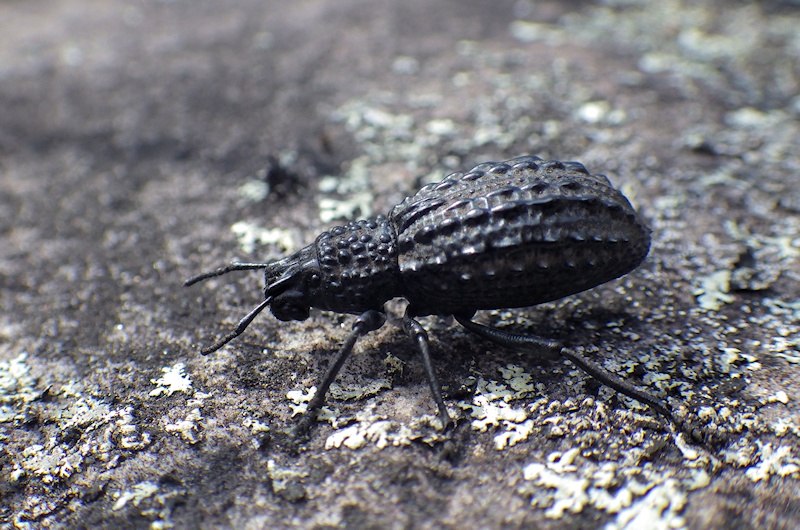  Weevil sp. probably Talaurinus foveatus