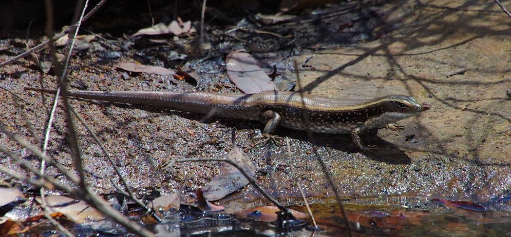  An extremely large Eastern water-skink (Eulamprus quoyii)
