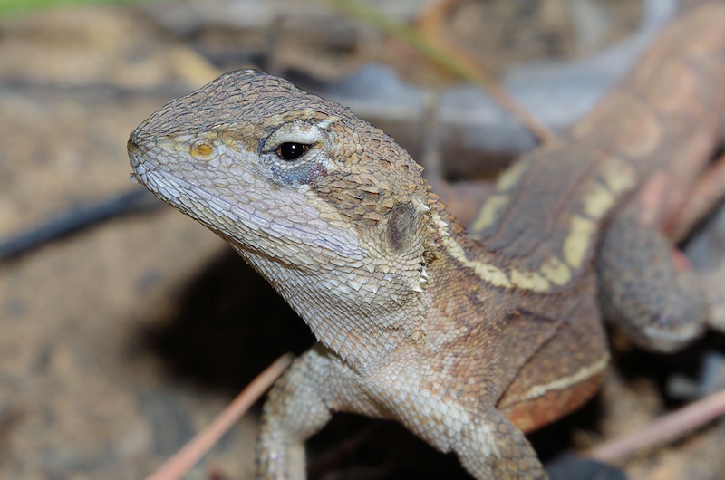  Nobbi dragon (Amphibolurus nobbi) closeup