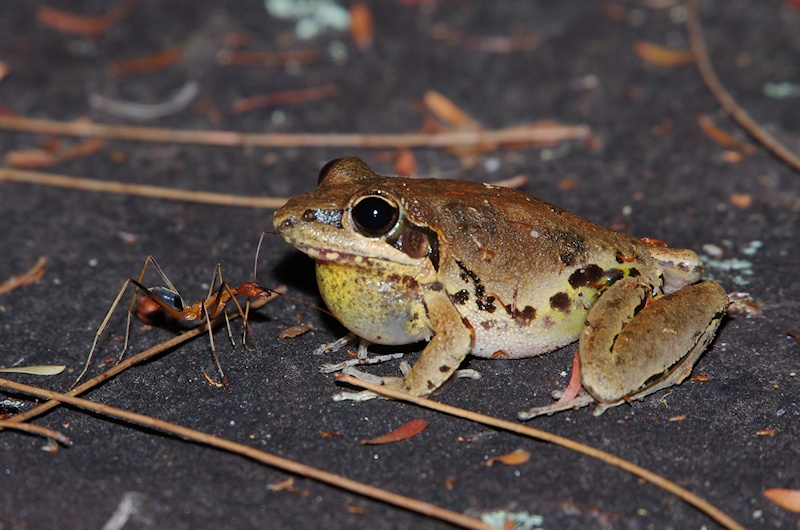  Broad-palmed Frog (Litoria latopalmata) vs Ant