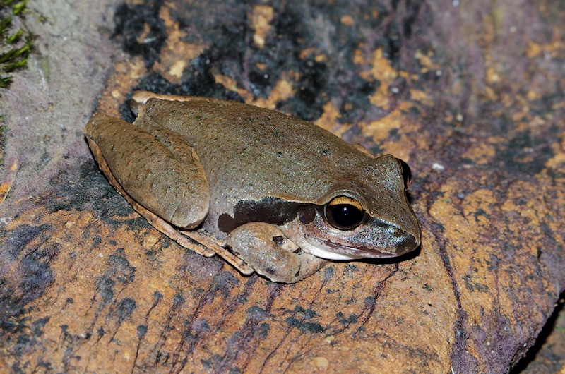  Wilcox's Frog (Litoria wilcoxii) female