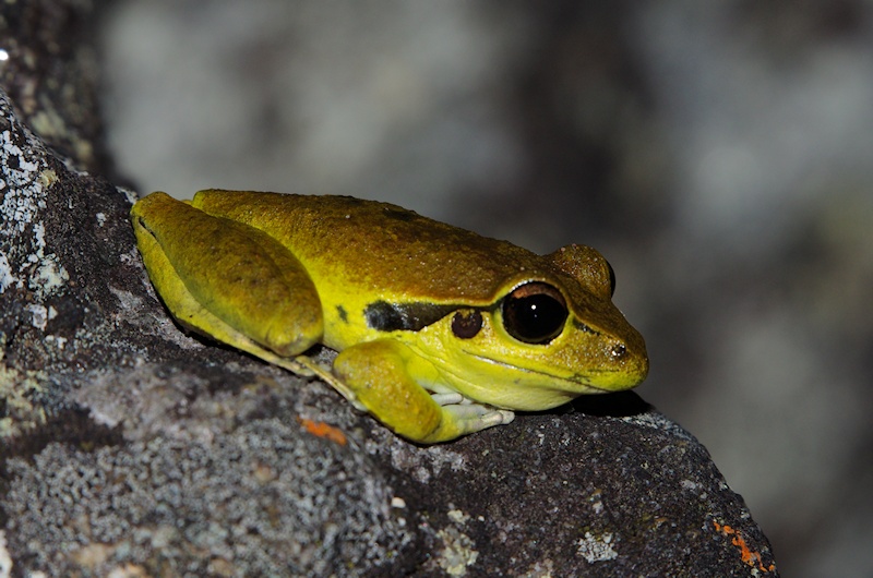  Wilcox's Frog (Litoria wilcoxii) male