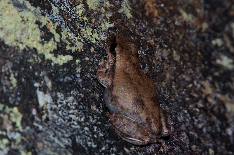  Red Tree Frog (Litoria rubella)