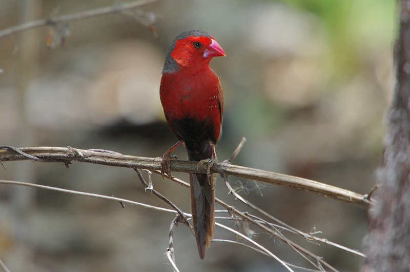  Crimson Finch (Neochmia phaeton) male