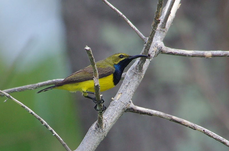  Yellow-bellied Sunbird (Nectarinia jugularis) male