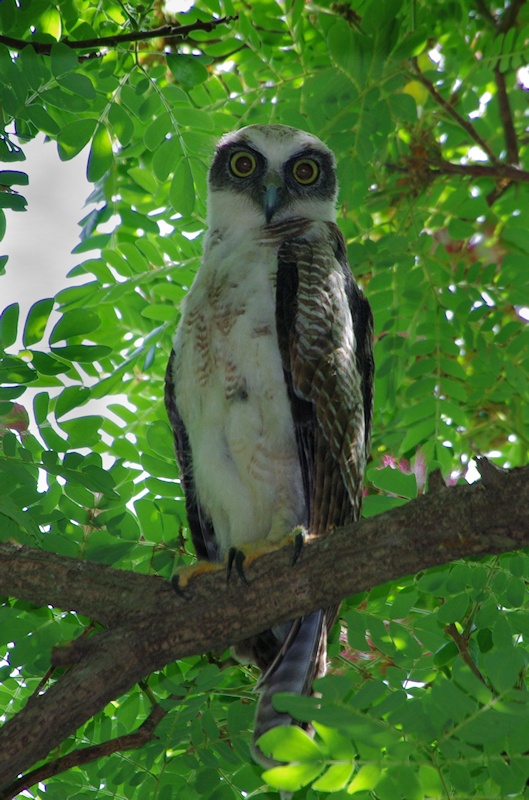  Rufous Owl (Ninox rufa) juvenile