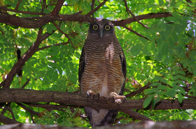  Rufous Owl (Ninox rufa)
