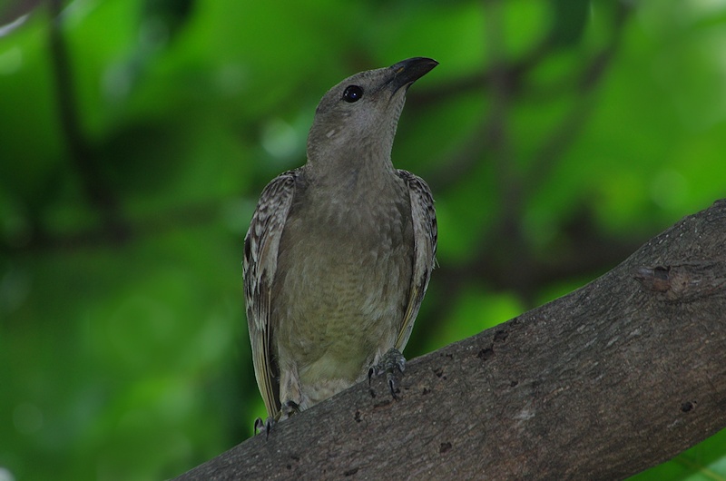  Great Bowerbird (Ptilonorhynchus nuchalis)