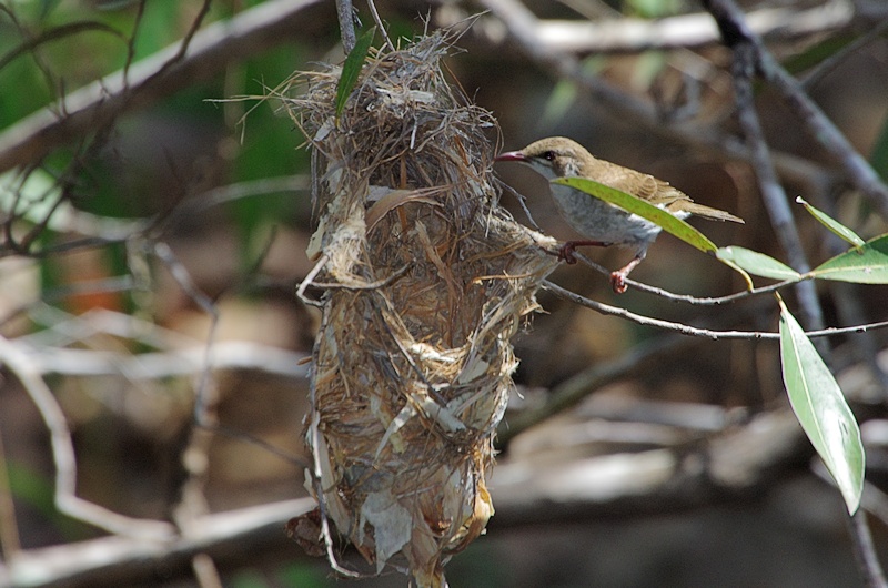  Brown-backed Honeyeater (Ramsayornis modestus) at nest