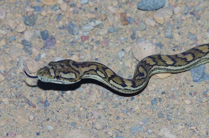  young Carpet python (Morelia spilota)
