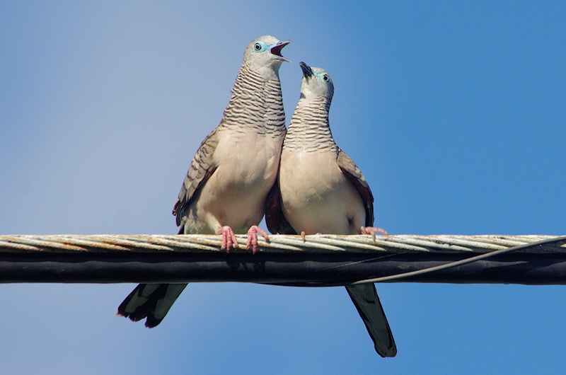  Peaceful Doves (Geopelia striata) courting