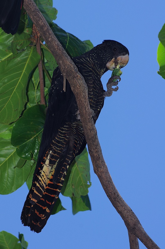  Red-tailed Black-Cockatoo (Calyptorhynchus banksii) female