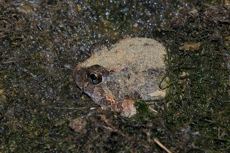  Ornate Burrowing Frog (Limnodynastes ornatus)