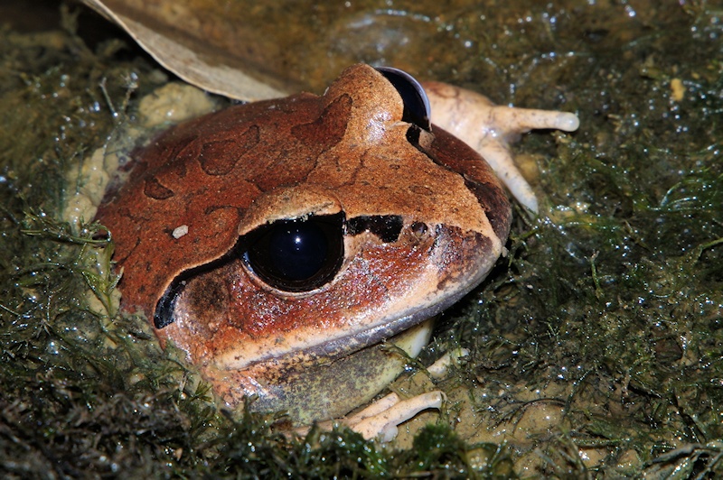  Great Barred Frog (Mixophyes fasciolatus)