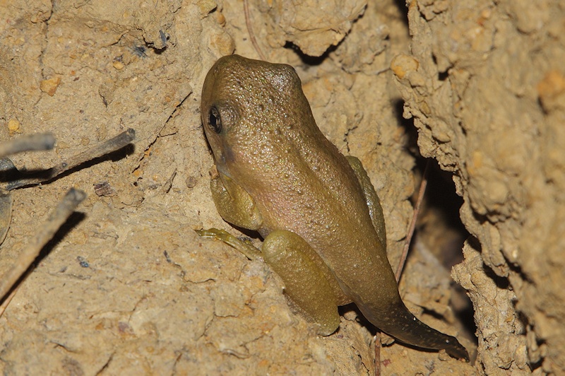  Peron's Tree Frog (Litoria peronii) froglet stage