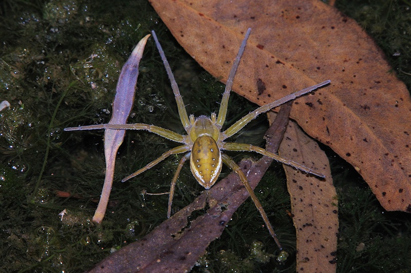  Clever Fishing Spider (Dolomedes facetus) (probably)