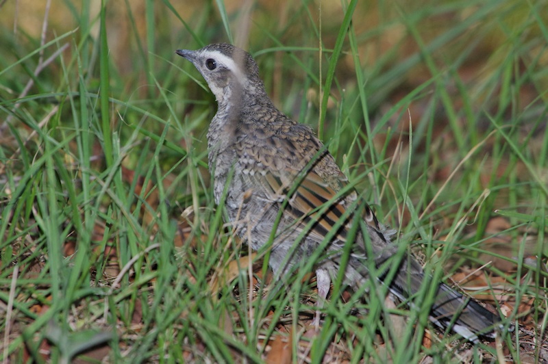  Spotted Quail-thrush (Cinclosoma punctatum) juvenile