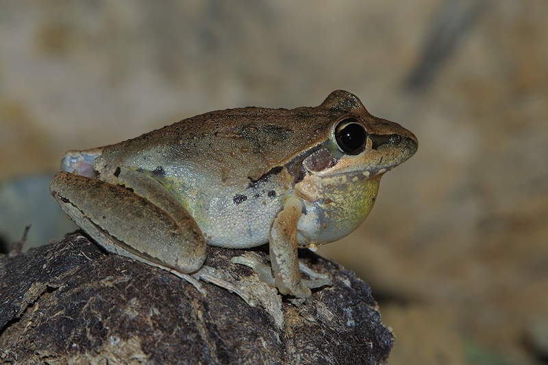  Broad-palmed Frog (Litoria latopalmata) male