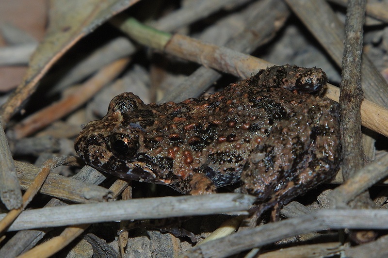  Common Froglet (Crinia signifera)