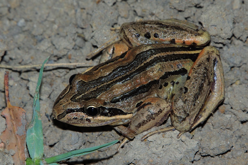  Striped Marshfrog (Limnodynastes peronii)