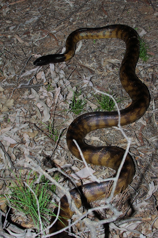  Black-headed python (Aspidites melanocephalus)