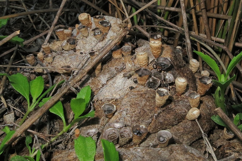  Bird's-nest Fungi sp. (Cyathus stercoreus)