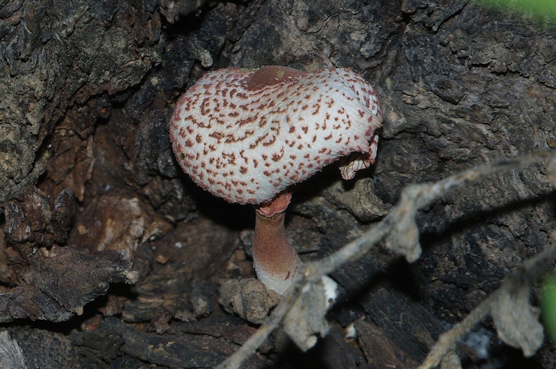  Unidentified Mushroom