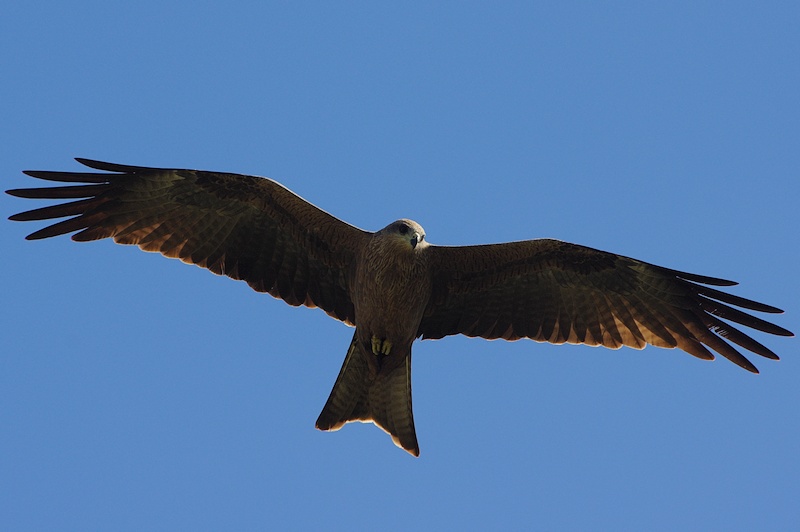  Black Kite (Milvus migrans)