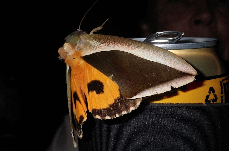  Green Fruit-piercing Moth (Eudocima salaminia) stealing Jane's beer