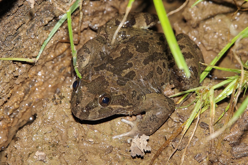  Long-thumbed Frog or Marsh Frog (Limnodynastes fletcheri)