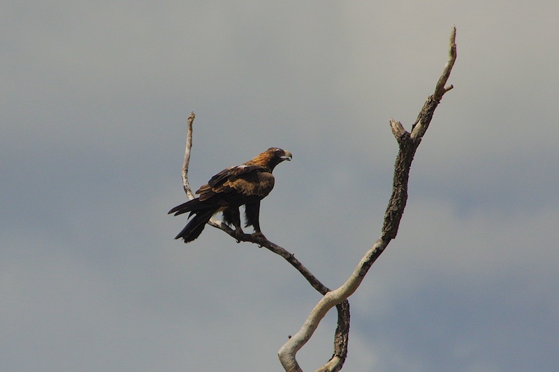  Wedge-tailed Eagle (Aquila audax)