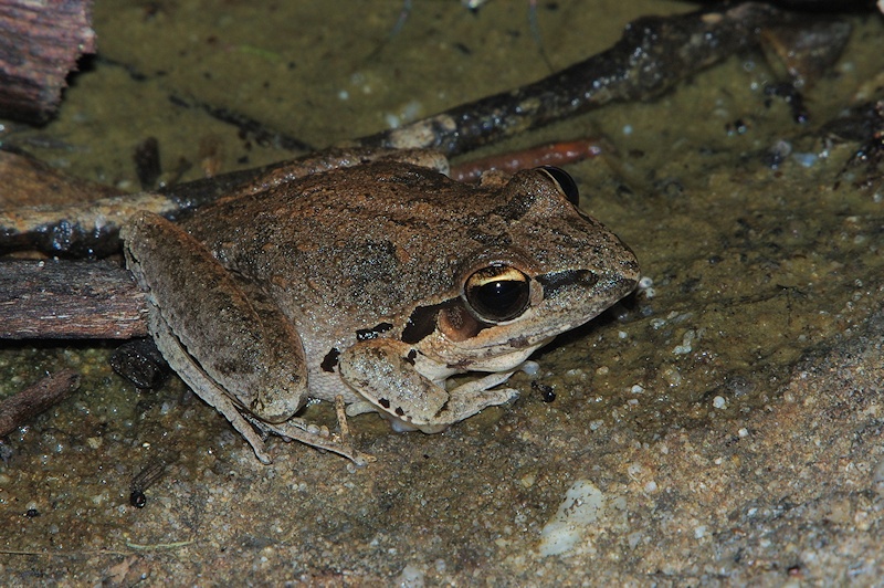  Broad-palmed Frog (Litoria latopalmata)