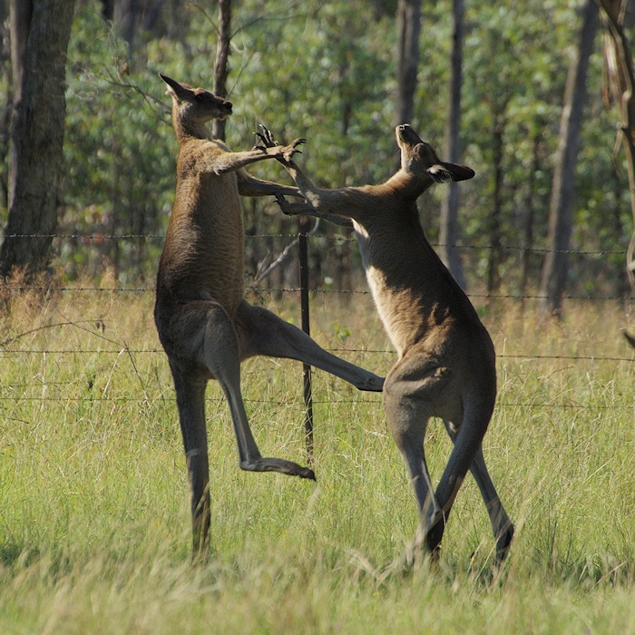  Eastern Grey Kangaroo males fighting