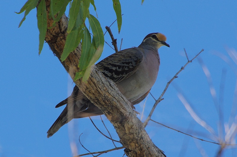  Common Bronzewing (Phaps chalcoptera) Male