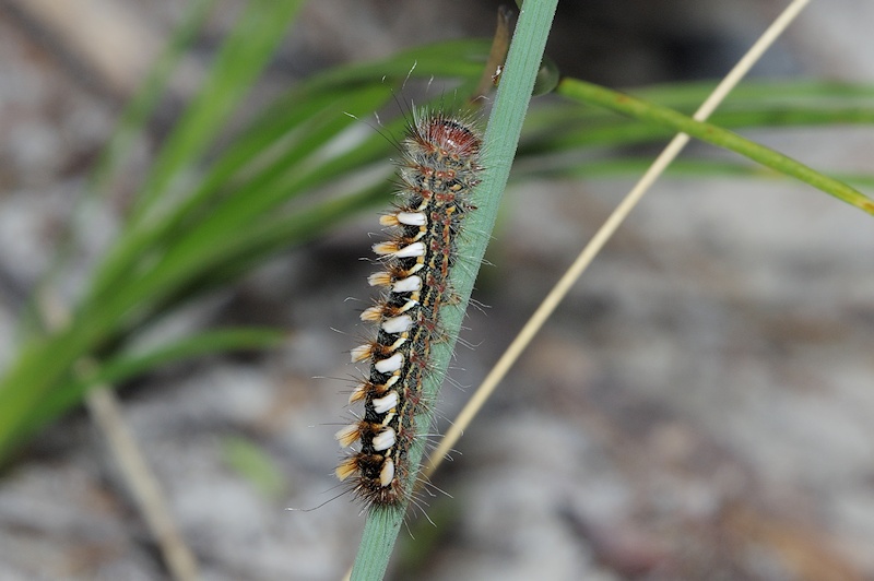  Unidentified Caterpillar