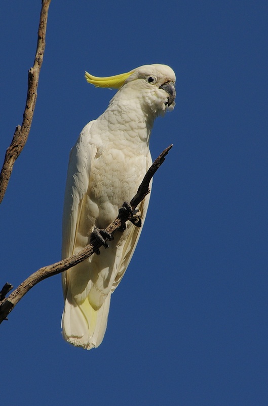  Sulphur-crested Cockatoo (Cacatua galerita)