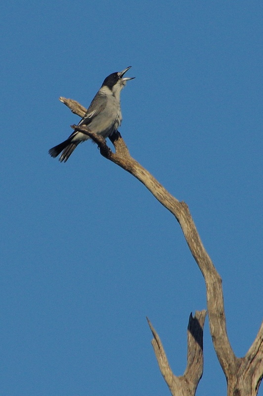  Grey Butcherbird (Cracticus torquatus) sings because he is happy