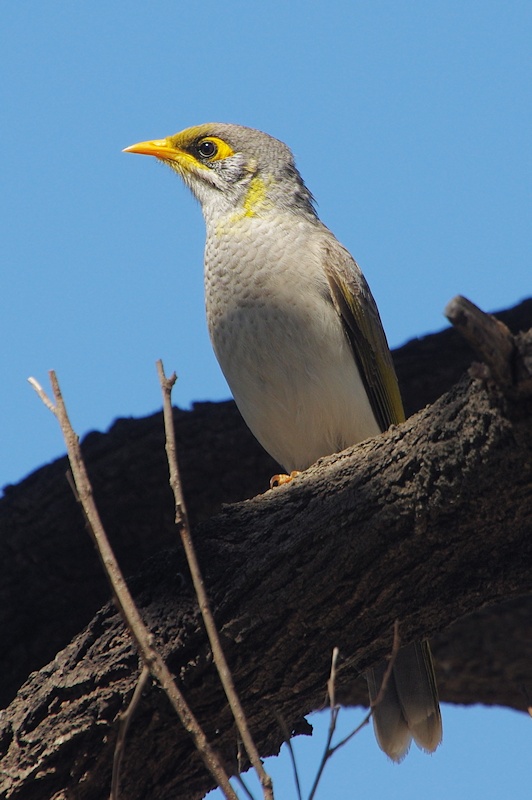  Yellow-throated Miner (Manorina flavigula)