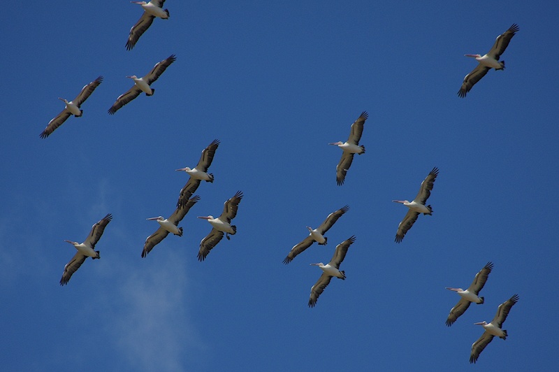  Pelican Armada