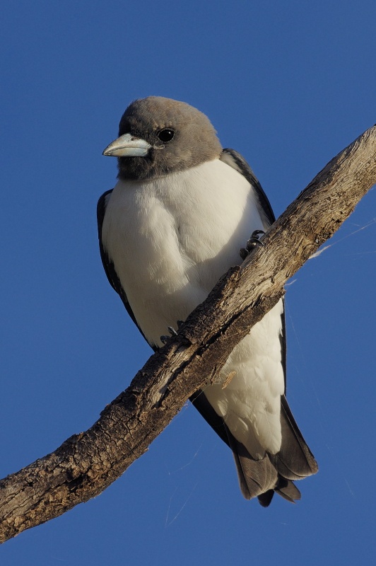  White-breasted Woodswallow (Artamus leucorynchus) at Lake Numalla