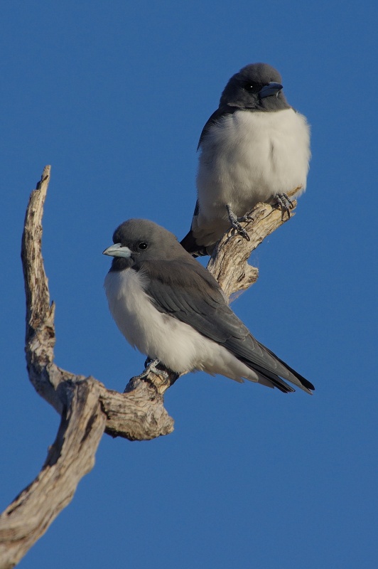  White-breasted Woodswallows (Artamus leucorynchus) at Lake Numalla