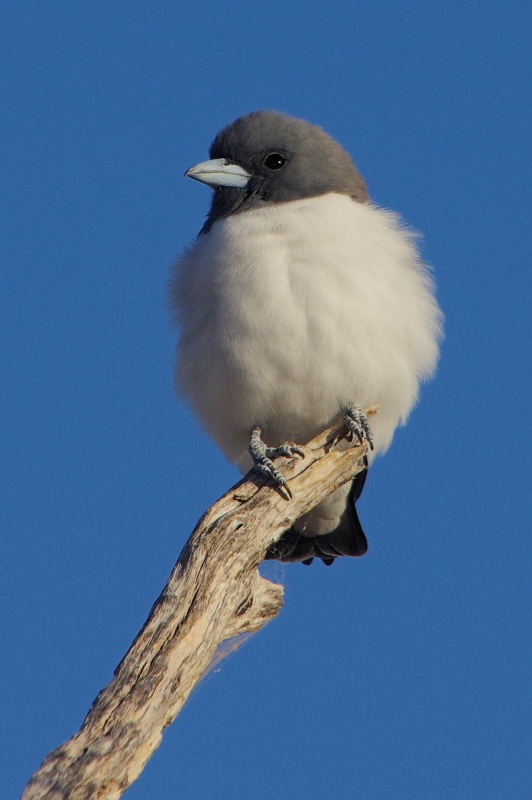  White-breasted Woodswallow (Artamus leucorynchus) at Lake Numalla