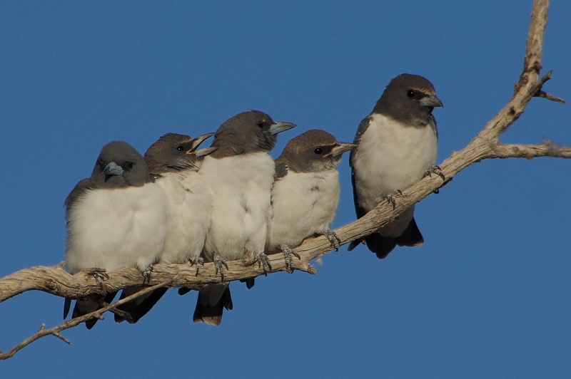  White-breasted Woodswallows (Artamus leucorynchus) at Lake Numalla